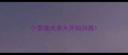 小泰迪犬多大开始训练