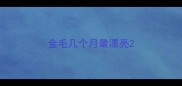 金毛几个月最漂亮