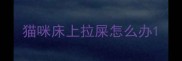 猫咪床上拉屎怎么办