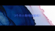 3个月小狗特别能吃