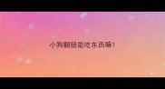 小狗翻肠能吃东西嘛