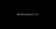 狗狗寄养宠物店好不好