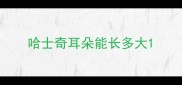 哈士奇耳朵能长多大