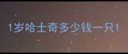 1岁哈士奇多少钱一只