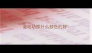 金毛幼崽什么颜色的好
