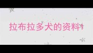 拉布拉多犬的资料