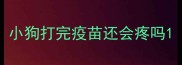 小狗打完疫苗还会疼吗