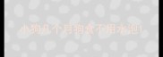 小狗几个月狗食不用水泡