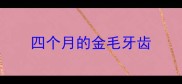 四个月的金毛牙齿