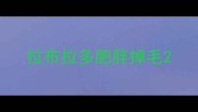 拉布拉多肥胖掉毛