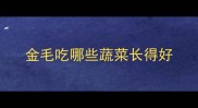 金毛吃哪些蔬菜长得好