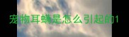 宠物耳螨是怎么引起的