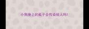 小狗身上的虱子会传染给人吗