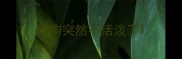 狗狗突然不活泼了