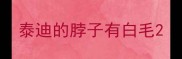 泰迪的脖子有白毛