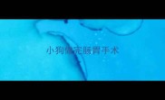 小狗做完肠胃手术