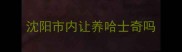 沈阳市内让养哈士奇吗