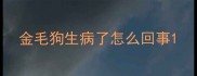 金毛狗生病了怎么回事