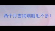 两个月雪纳瑞腿毛不多