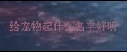给宠物起什么名字好听
