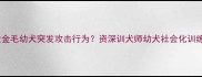 九个月大金毛幼犬突发攻击行为资深训犬师幼犬社会化训练全攻略