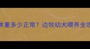 边境牧羊犬3个月大体重多少正常边牧幼犬喂养全攻略附成长曲线图