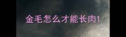 金毛怎么才能长肉