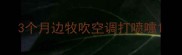 3个月边牧吹空调打喷嚏