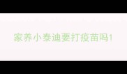 家养小泰迪要打疫苗吗