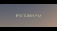 狗狗打疫苗后吃什么