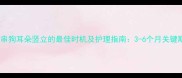 串串狗耳朵竖立的最佳时机及护理指南3-6个月关键期
