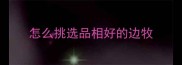 怎么挑选品相好的边牧