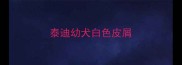 泰迪幼犬白色皮屑