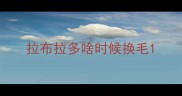 拉布拉多啥时候换毛