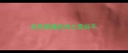 棕色眼睛的哈士奇纯不
