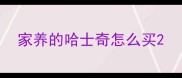 家养的哈士奇怎么买
