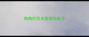 狗狗打狂犬疫苗拉肚子