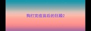 狗打完疫苗后的狂躁