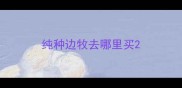 纯种边牧去哪里买