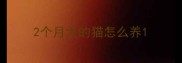 2个月大的猫怎么养