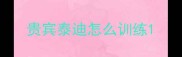 贵宾泰迪怎么训练