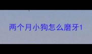 两个月小狗怎么磨牙