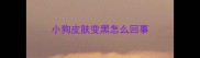 小狗皮肤变黑怎么回事