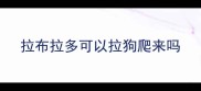 拉布拉多可以拉狗爬来吗