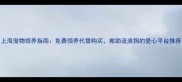 上海宠物领养指南免费领养代替购买救助流浪狗的爱心平台推荐