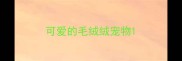 可爱的毛绒绒宠物
