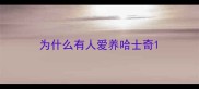 为什么有人爱养哈士奇