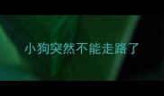 小狗突然不能走路了