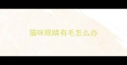 猫咪眼睛有毛怎么办