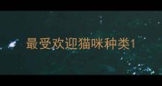 最受欢迎猫咪种类
